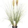 Pampasgras (Cortaderia Sellosa 'Evita') D 19 H 45 Cm -Tuin Planten Winkel 4260377080135