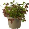 Basterdklaver (Trifolium) D 13 H 15 Cm -Tuin Planten Winkel 4260384891380