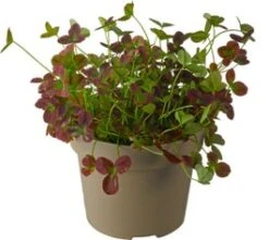 Basterdklaver (Trifolium) D 13 H 15 Cm