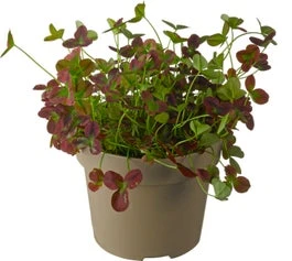 Basterdklaver (Trifolium) D 13 H 15 Cm 3 Basterdklaver (Trifolium) D 13 H 15 Cm