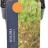 Pijpestrootje (Molinia Arundinacea 'Witches Broom') D 17 H 10 Cm -Tuin Planten Winkel 5413935042208