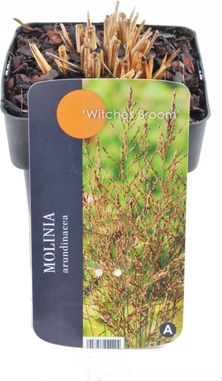 Pijpestrootje (Molinia Arundinacea 'Witches Broom') D 17 H 10 Cm 3 Pijpestrootje (Molinia Arundinacea 'Witches Broom') D 17 H 10 Cm