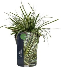 Zegge (Carex Oshimensis 'Evercream') D 17 H 30 Cm