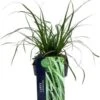 Zegge (Carex Oshimensis 'Everlime') D 17 H 30 Cm
