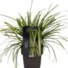 Zegge (Carex Oshimensis 'Eversheen') D 17 H 35 Cm -Tuin Planten Winkel 5413953036531