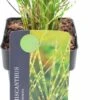 Chinees Riet (Miscanthus Sinensis 'Goldbreeze') D 17 H 10 Cm -Tuin Planten Winkel 5413953036555