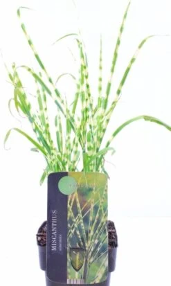 Chinees Riet (Miscanthus Sinensis 'Goldbreeze') D 17 H 10 Cm -Tuin Planten Winkel 5413953036555 2