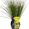 Zegge (Carex Testacea 'Prairie Fire') D 17 H 45 Cm
