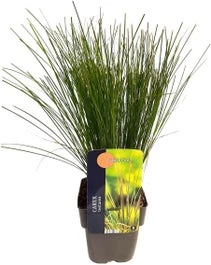 Zegge (Carex Testacea 'Prairie Fire') D 17 H 45 Cm