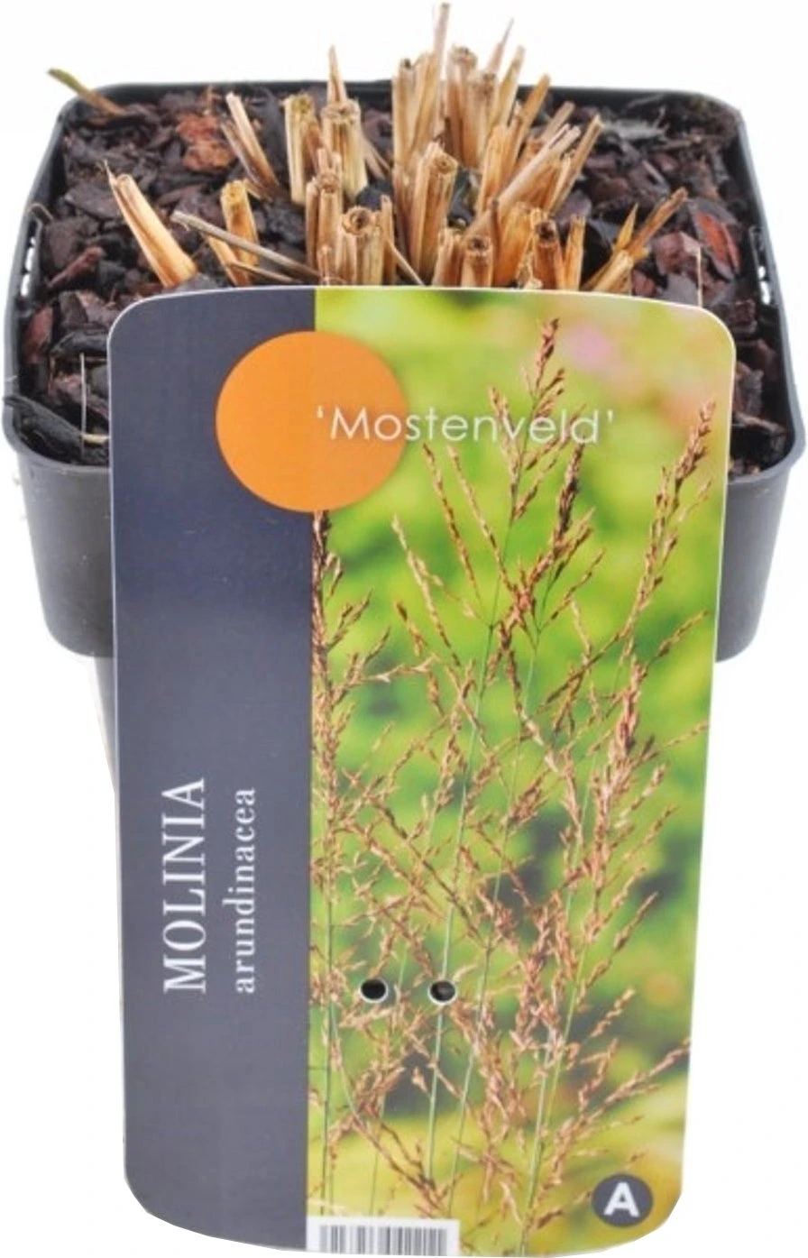 Pijpestrootje (Molinia Arundinacea 'JS Mostenveld') D 17 H 10 Cm 3 Pijpestrootje (Molinia Arundinacea 'JS Mostenveld') D 17 H 10 Cm