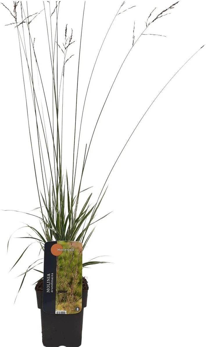Pijpestrootje (Molinia Arundinacea 'JS Mostenveld') D 17 H 10 Cm 4 Pijpestrootje (Molinia Arundinacea 'JS Mostenveld') D 17 H 10 Cm - Afbeelding 2