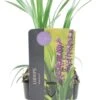 Leliegras (Liriope Muscari 'Royal Purple') D 17 H 30 Cm -Tuin Planten Winkel 5413953062721