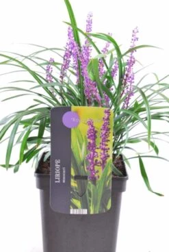 Leliegras (Liriope Muscari 'Royal Purple') D 17 H 30 Cm -Tuin Planten Winkel 5413953062721 2