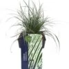 Zegge (Carex Oshimensis 'Everest') D 17 H 30 Cm -Tuin Planten Winkel 5413953065050