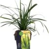 Japanse Zegge (Carex Morrowii 'Irish Green') D 17 H 40 Cm -Tuin Planten Winkel 5413953065067