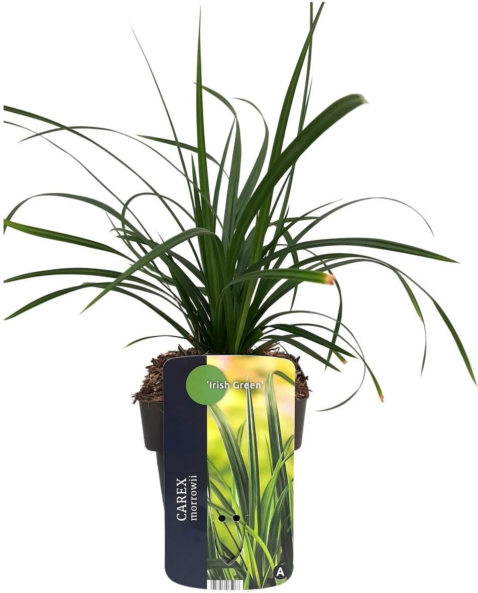 Japanse Zegge (Carex Morrowii 'Irish Green') D 17 H 40 Cm 3 Japanse Zegge (Carex Morrowii 'Irish Green') D 17 H 40 Cm