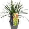 Zegge (Carex Oshimensis 'Ribbon Falls') D 17 H 45 Cm 1 Zegge (Carex Oshimensis 'Ribbon Falls') D 17 H 45 Cm -Tuin Planten Winkel 5413953067047