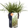Japanse Zegge (Carex Morrowii 'Everglow') D 17 H 35 Cm -Tuin Planten Winkel 5413953067238