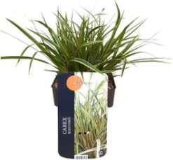 Japanse Zegge (Carex Morrowii 'Everglow') D 17 H 35 Cm