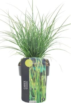 Zegge (Carex Brunnea 'Magic Green') D 17 H 40 Cm
