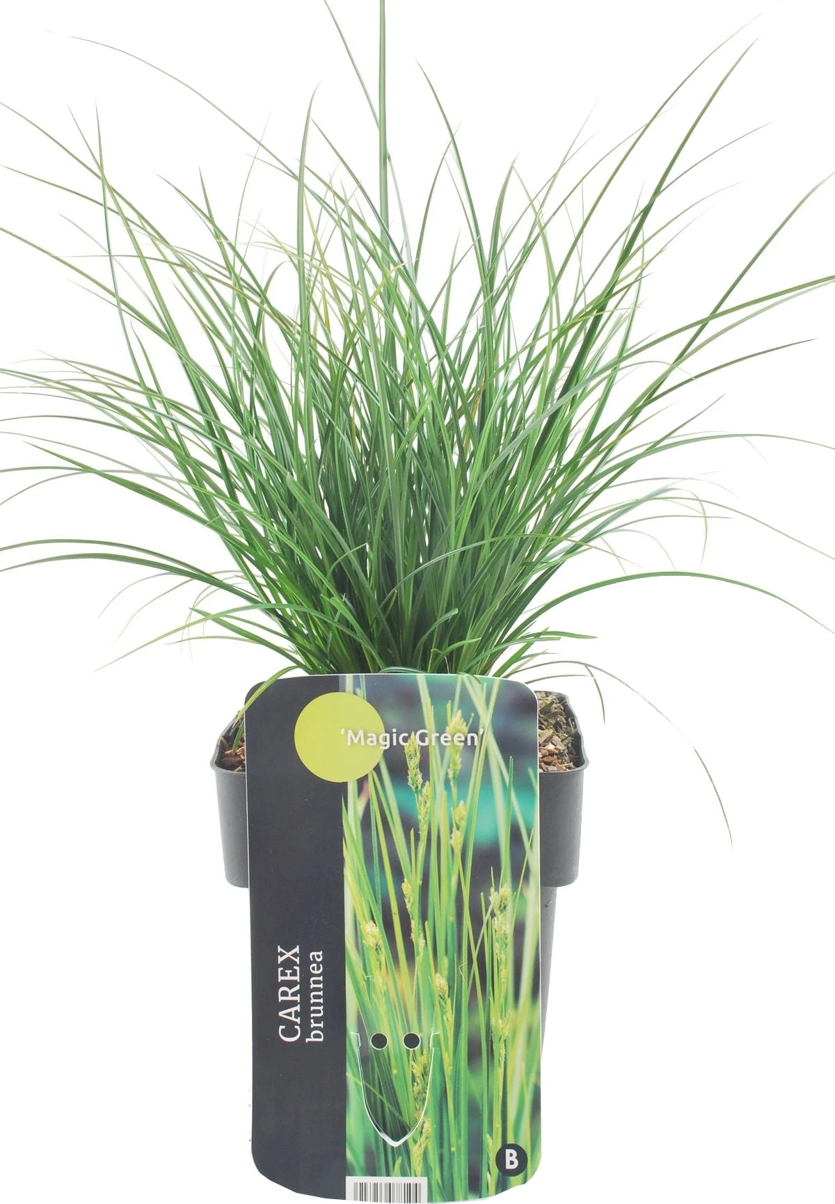 Zegge (Carex Brunnea 'Magic Green') D 17 H 40 Cm 3 Zegge (Carex Brunnea 'Magic Green') D 17 H 40 Cm