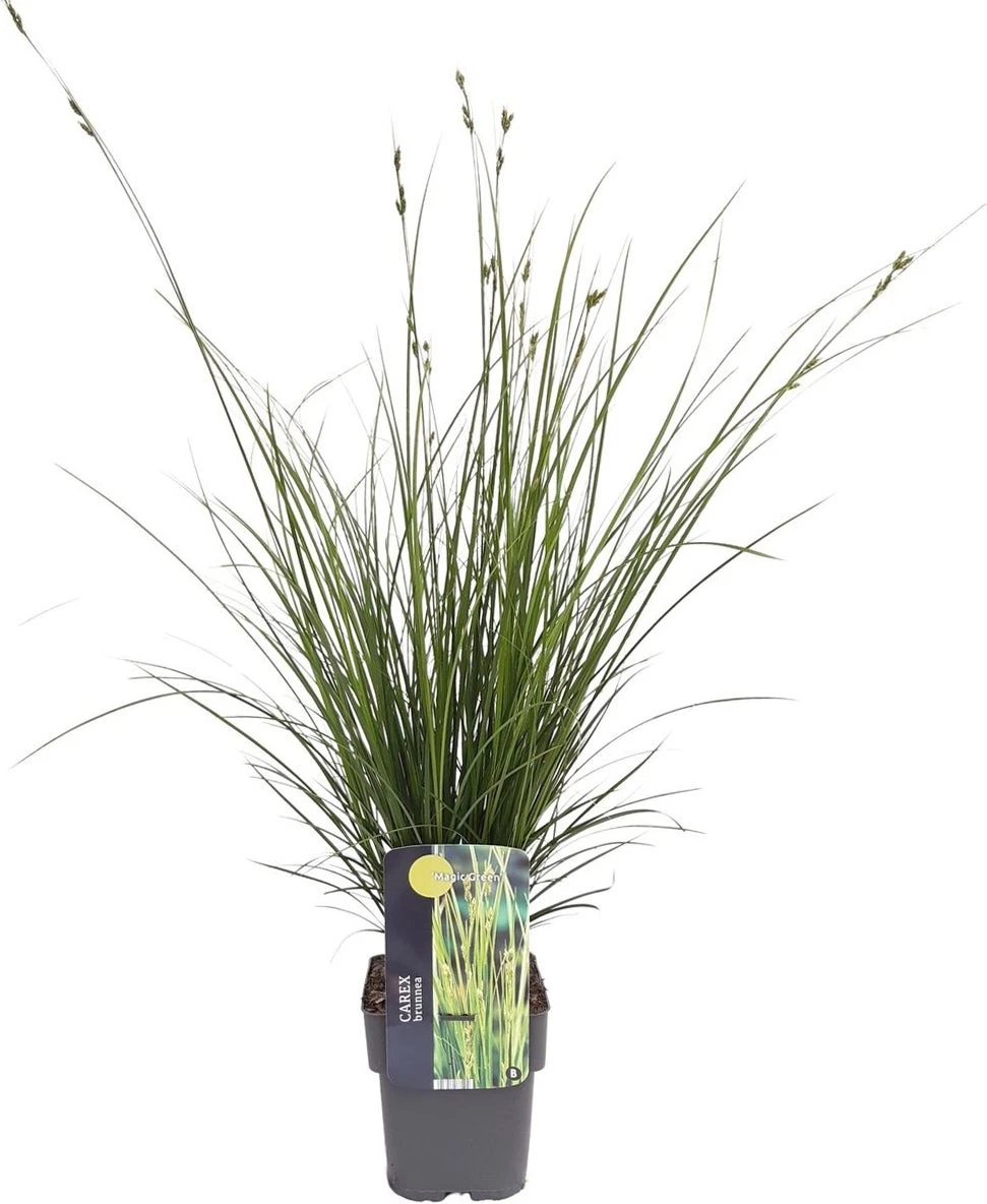 Zegge (Carex Brunnea 'Magic Green') D 17 H 40 Cm 4 Zegge (Carex Brunnea 'Magic Green') D 17 H 40 Cm - Afbeelding 2