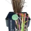 Steppegras (Schizachyrium Scoparium 'Standing Ovation') D 17 H 10 Cm -Tuin Planten Winkel 5413953089780