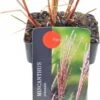 Chinees Riet (Miscanthus Sinensis 'Flamingo') D 17 H 10 Cm -Tuin Planten Winkel 5413953095224