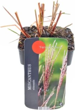 Chinees Riet (Miscanthus Sinensis 'Flamingo') D 17 H 10 Cm
