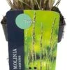 Pijpestrootje (Molinia Caerulea 'Torch') D 17 H 10 Cm -Tuin Planten Winkel 5413953095231