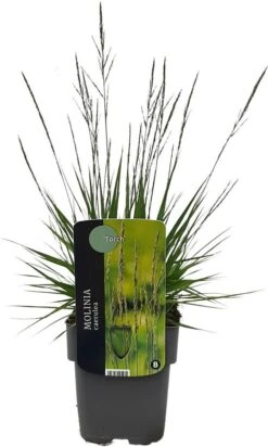 Pijpestrootje (Molinia Caerulea 'Torch') D 17 H 10 Cm -Tuin Planten Winkel 5413953095231 2