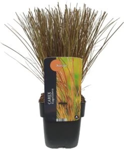 Zegge (Carex Flagellifera 'Auruga') D 17 H 45 Cm