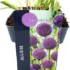 Sierui (Allium 'Lavender Bubbles') D 17 H 10 Cm -Tuin Planten Winkel 5413953103233