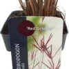 Baardgras (Andropogon Gerardii 'Red October') D 17 H 10 Cm -Tuin Planten Winkel 5413953103240
