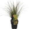Zegge (Carex Testacea 'Lime Shine') D 17 H 45 Cm -Tuin Planten Winkel 5413953103257