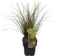 Zegge (Carex Testacea 'Lime Shine') D 17 H 45 Cm