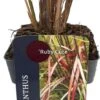 Chinees Riet (Miscanthus Sinensis 'Ruby Cute') D 17 H 10 Cm 2 Chinees Riet (Miscanthus Sinensis 'Ruby Cute') D 17 H 10 Cm -Tuin Planten Winkel 5413953103295