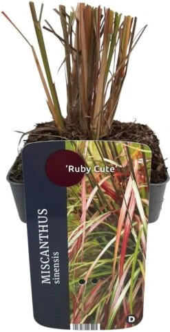 Chinees Riet (Miscanthus Sinensis 'Ruby Cute') D 17 H 10 Cm
