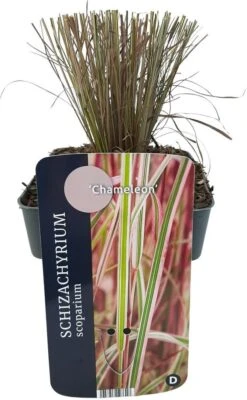 Steppegras (Schizachyrium Scoparium 'Chameleon') D 17 H 10 Cm