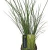 Steppegras (Schizachyrium Scoparium 'Ha Ha Tonka') D 17 H 10 Cm -Tuin Planten Winkel 5413953112532