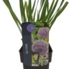 Sierui (Allium 'Bubble Bath') D 17 H 10 Cm -Tuin Planten Winkel 5413953117032