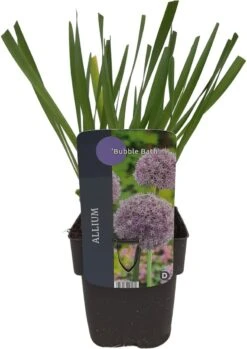 Sierui (Allium 'Bubble Bath') D 17 H 10 Cm