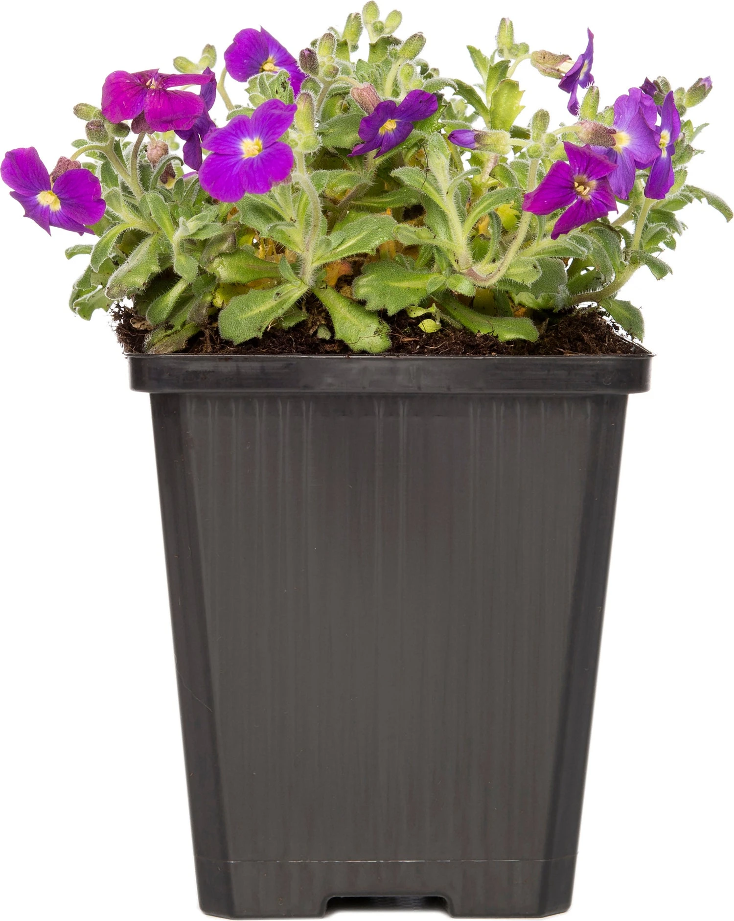 Blauwkussen (Aubrieta Deltoidea 'Hamburg Stadtpark') D 9 H 15 Cm 3 Blauwkussen (Aubrieta Deltoidea 'Hamburg Stadtpark') D 9 H 15 Cm