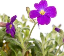 Blauwkussen (Aubrieta Deltoidea 'Hamburg Stadtpark') D 9 H 15 Cm 5 Blauwkussen (Aubrieta Deltoidea 'Hamburg Stadtpark') D 9 H 15 Cm -Tuin Planten Winkel 5413953355304 2