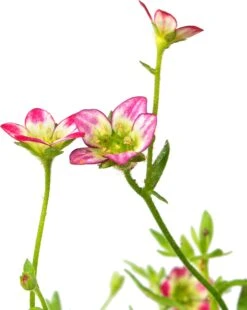 Steenbreek (Saxifraga Arendsii 'Purpurteppich') Sixpack D 9 H 20 Cm -Tuin Planten Winkel 5413953355311 2