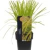 Zegge (Carex Oshimensis 'Everillo') D 17 H 40 Cm