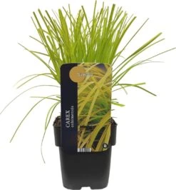 Zegge (Carex Oshimensis 'Everillo') D 17 H 40 Cm