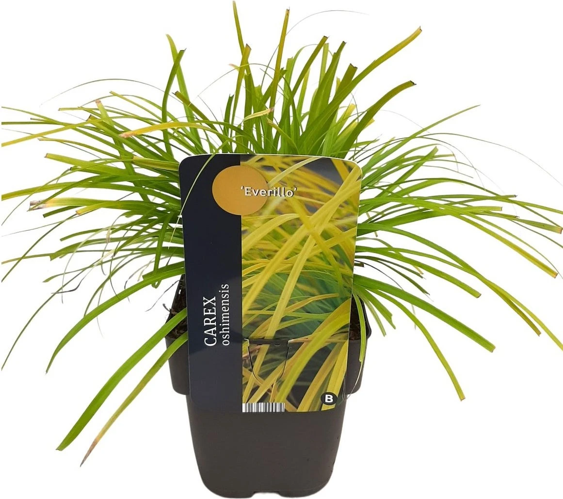 Zegge (Carex Oshimensis 'Everillo') D 17 H 40 Cm 4 Zegge (Carex Oshimensis 'Everillo') D 17 H 40 Cm - Afbeelding 2