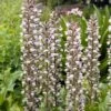 Stekelige Bereklauw (Acanthus Mollis) D 11 H 100 Cm 1 Stekelige Bereklauw (Acanthus Mollis) D 11 H 100 Cm -Tuin Planten Winkel 8712044000343