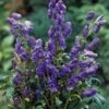 Monnikskap (Aconitum Carmichaelii 'Arendsii') D 11 H 120 Cm -Tuin Planten Winkel 8712044001579